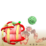 HISTONE ACETYLATION WITHIN THE NUCLEOSOME
